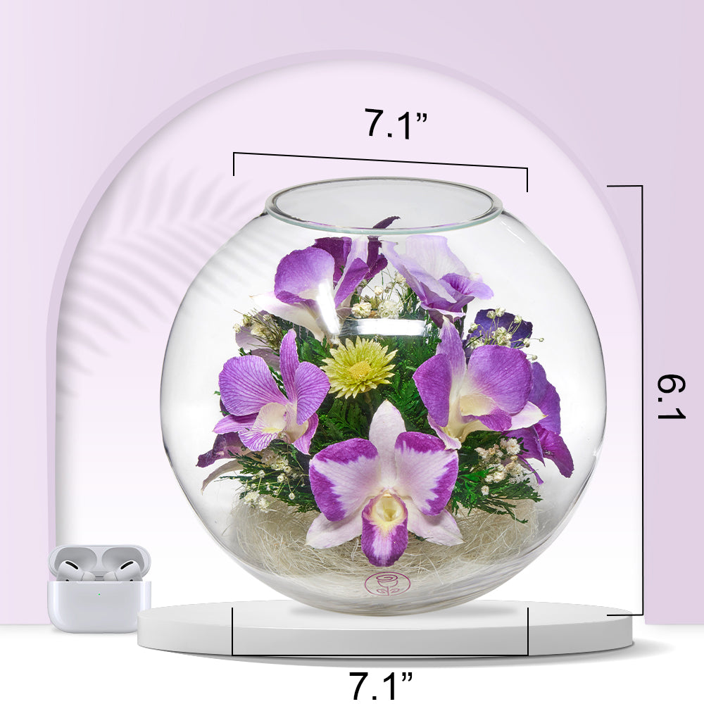 Blissful Whispers Orchid