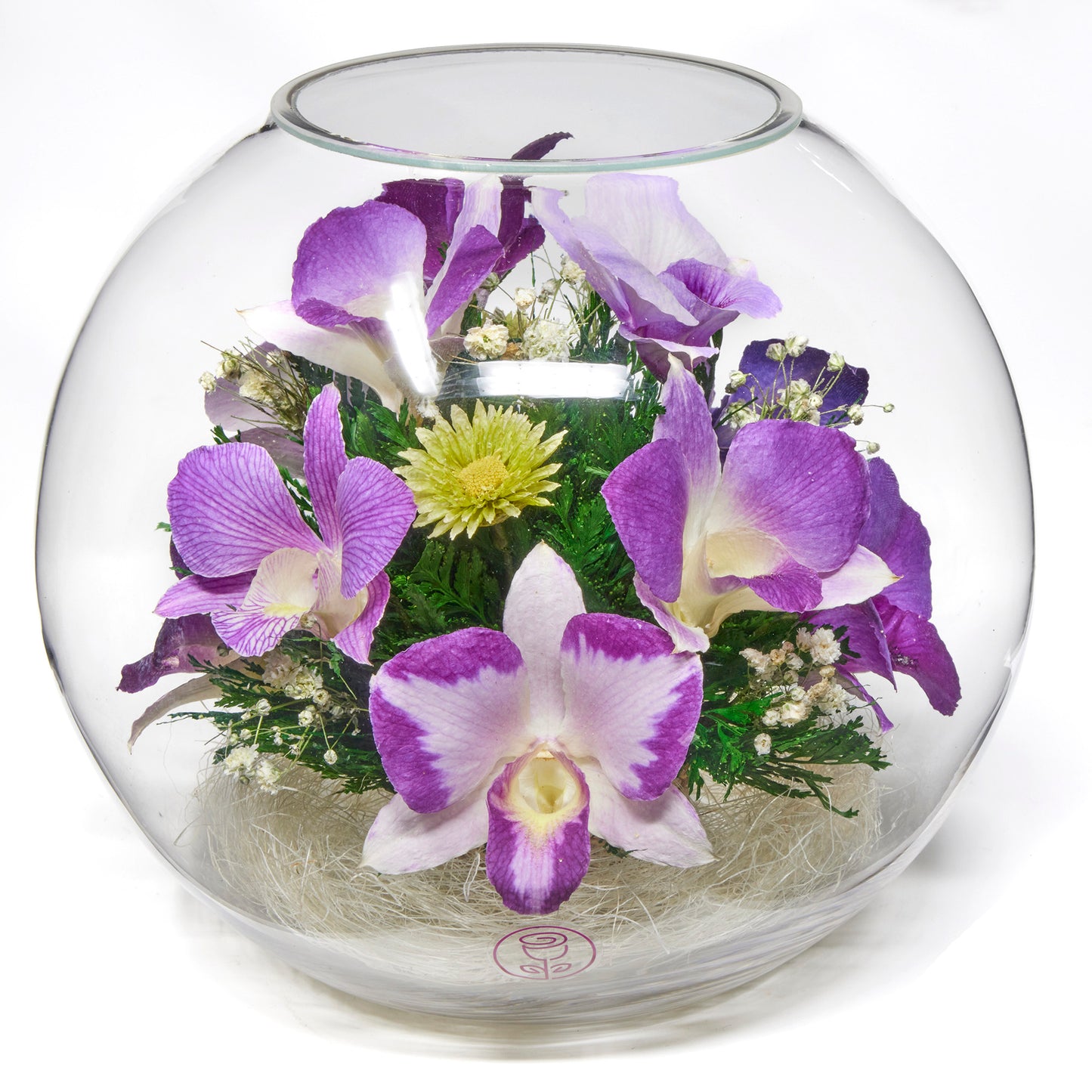 Blissful Whispers Orchid