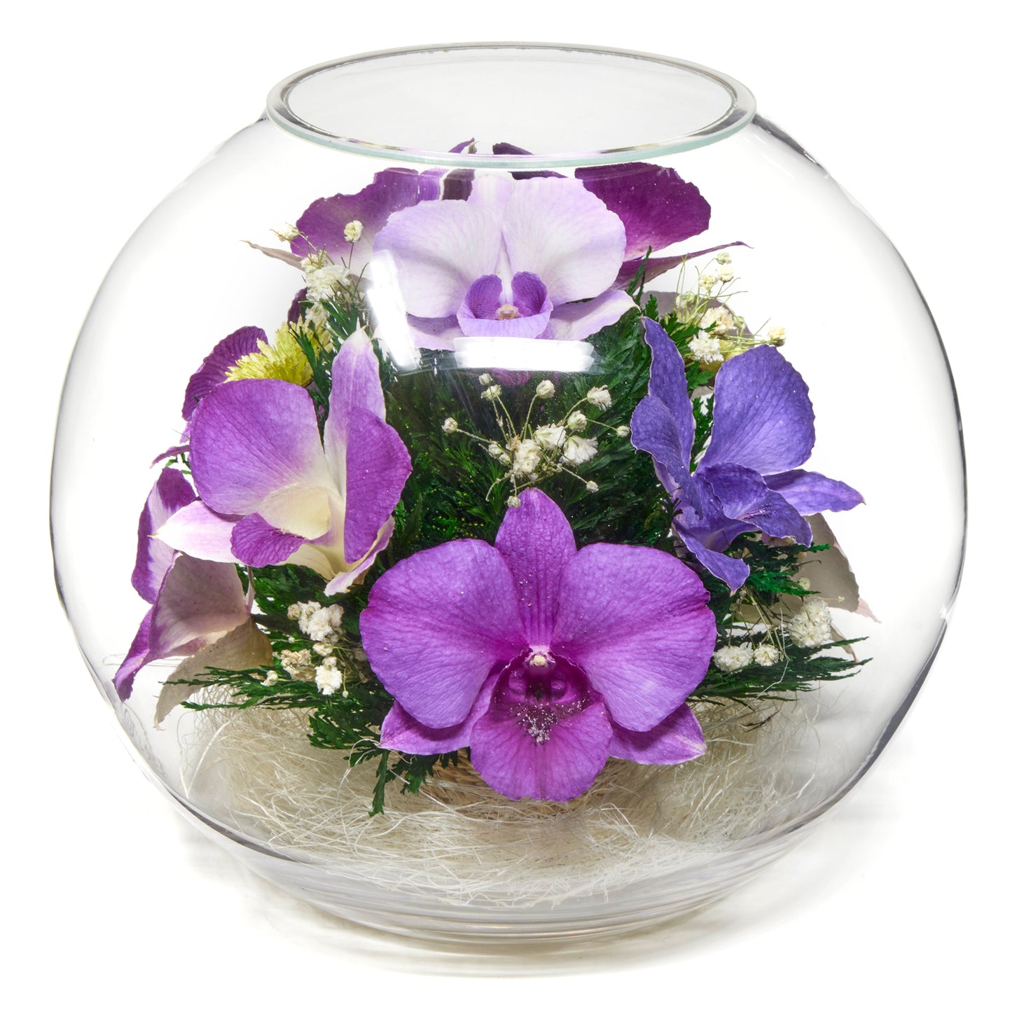 Blissful Whispers Orchid