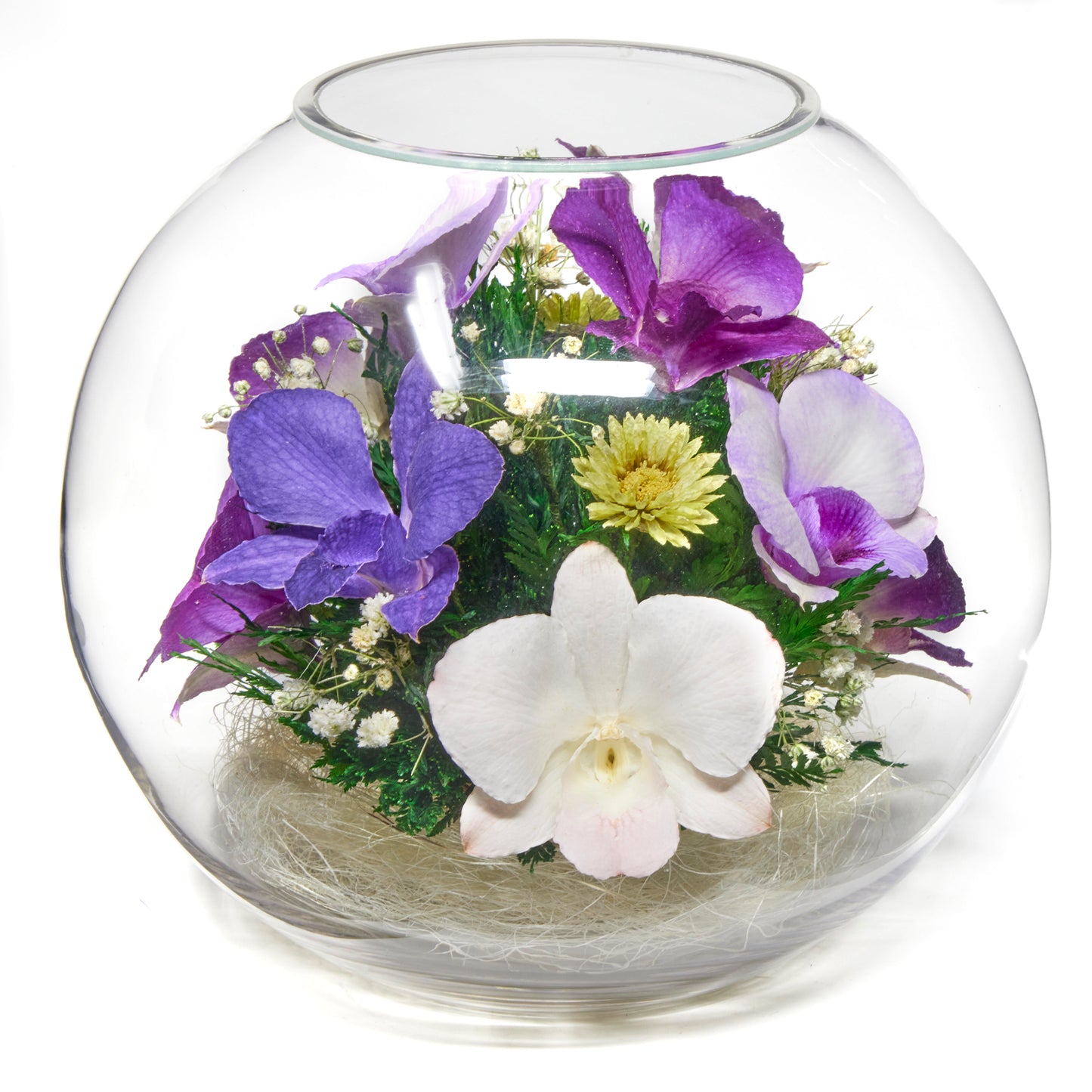 Blissful Whispers Orchid