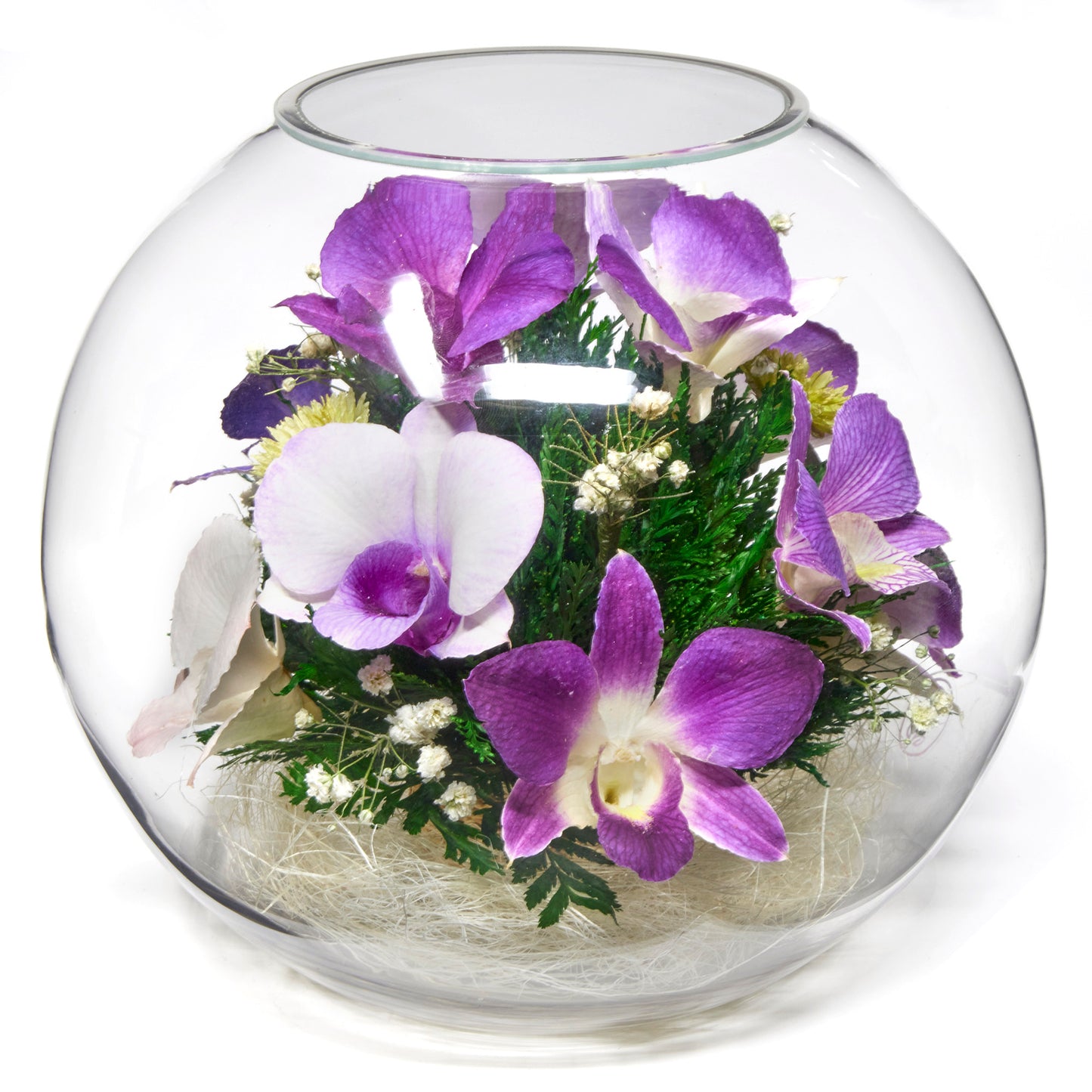 Blissful Whispers Orchid