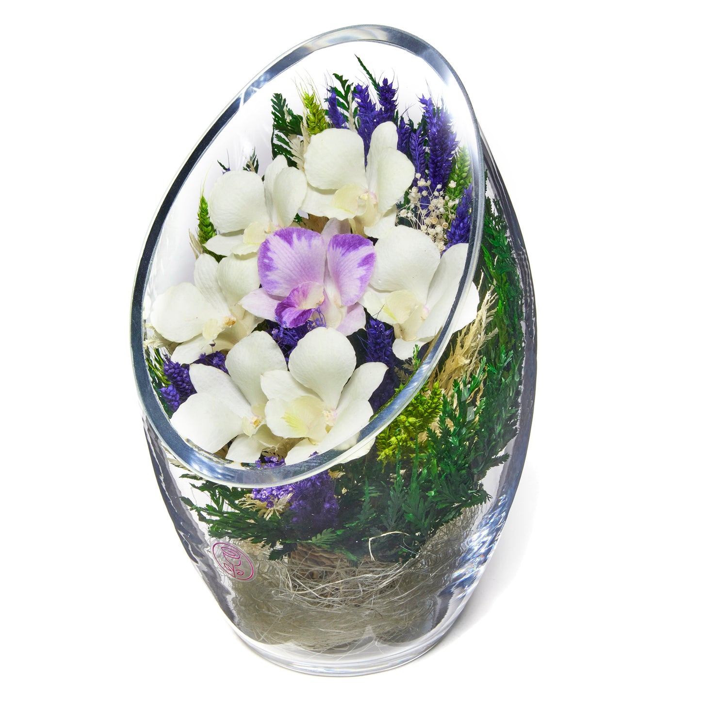 Embrace the Orchid Glow